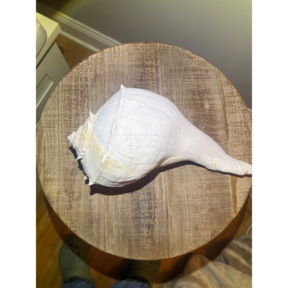 Real Sea Shell Lightning Whelk Shell - Picture 4 of 6